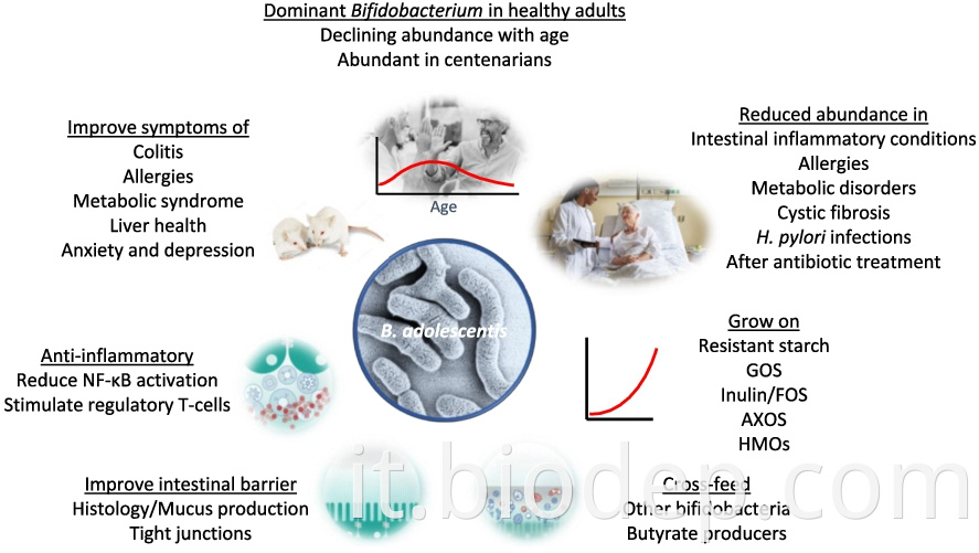 bifidobacterium adolesentis5